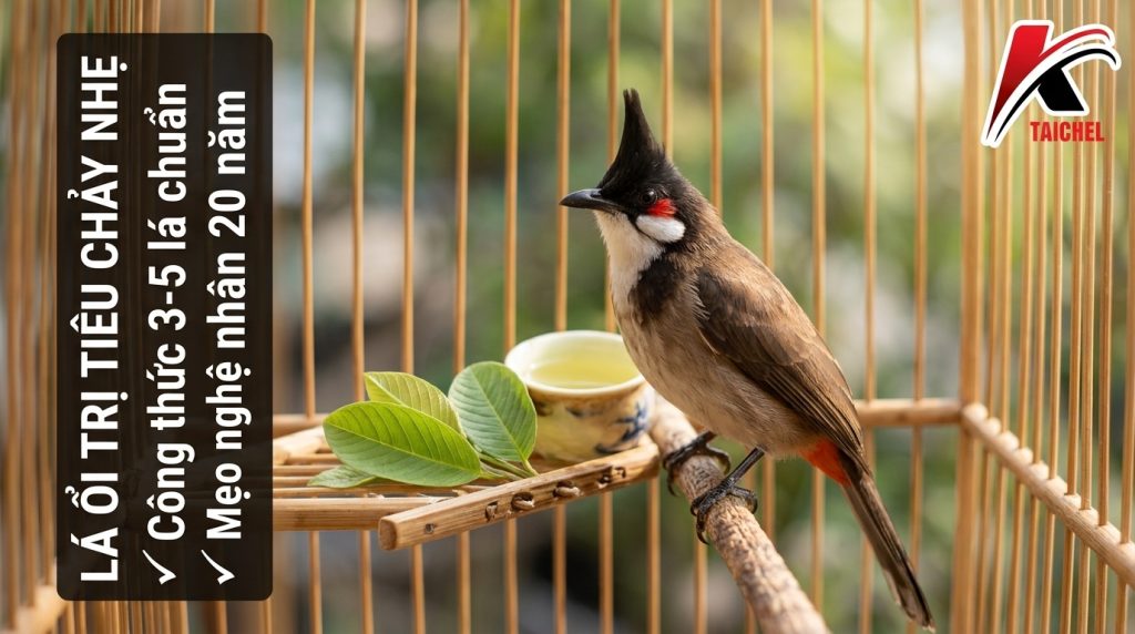 Búp Ổi Non Trị Tiêu Chảy Nhẹ Cho Chào Mào: Công Thức 3-5 Lá Chuẩn Nghệ Nhân