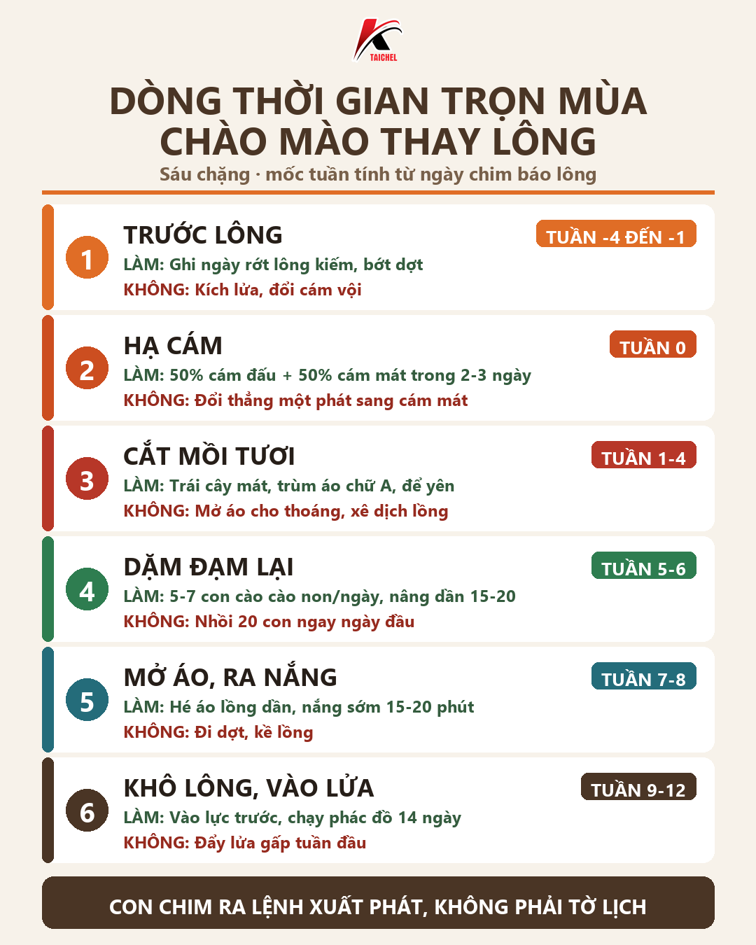Infographic: Cách Chăm Chào Mào Thay Lông: Dòng Thời Gian Trọn Mùa Theo Từng Tuần