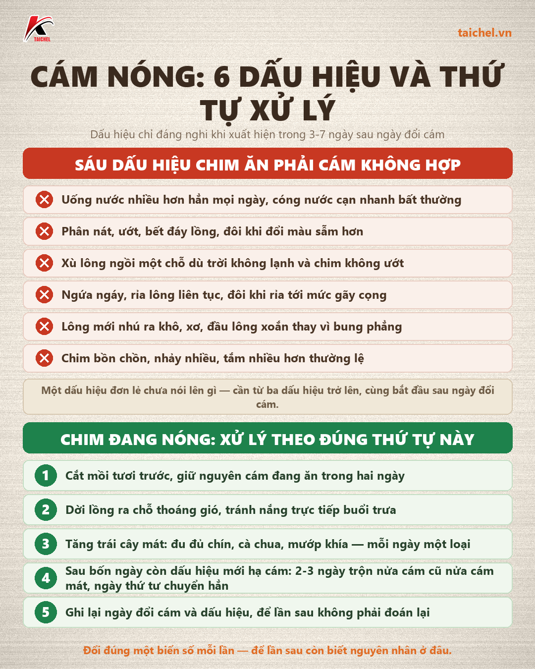 Infographic: Cám chào mào không nóng: sáu dấu hiệu nhận biết và cách chọn