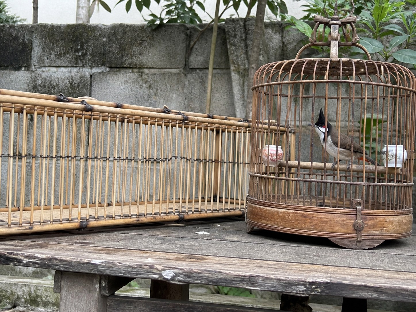 Dấu hiệu nhận biết chào mào đã hoàn thiện thể lực và sẵn sàng cắt lực