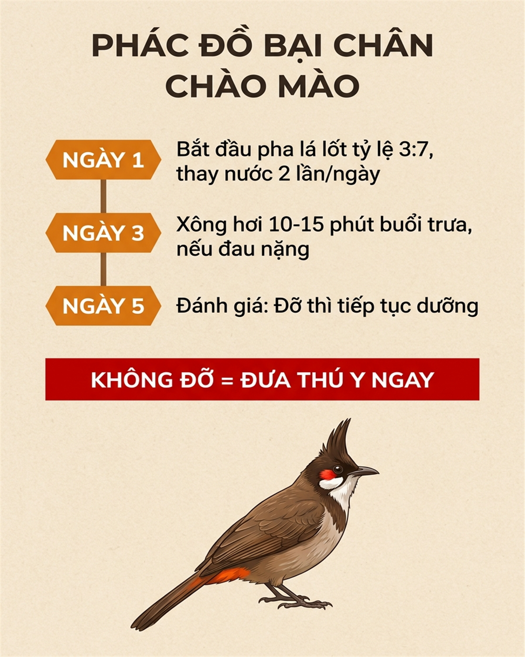 Infographic: Chào Mào Bại Chân, Kén Chân: Bài Thuốc Lá Lốt Dân Gian Và Lồng Lực Đúng Cỡ