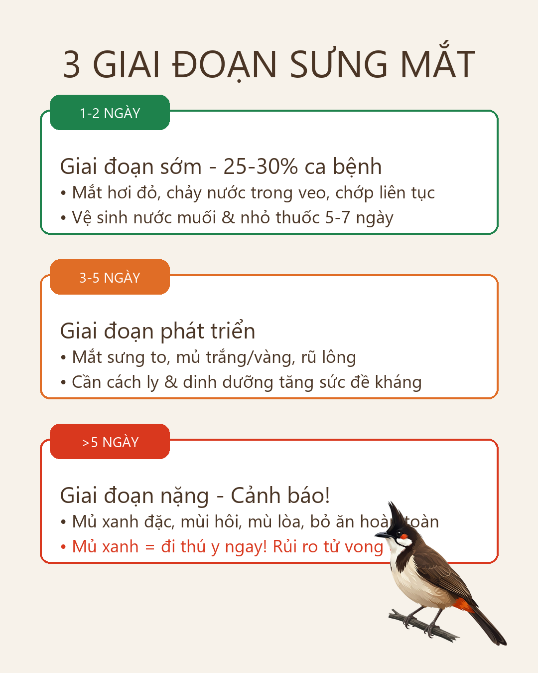 Infographic: Chào Mào Bị Sưng Mắt: Nhận Biết Sớm Theo 3 Giai Đoạn Và Cách Trị Dứt Điểm