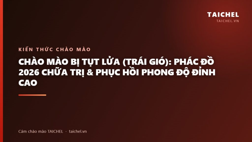 Chào Mào Bị Tụt Lửa (Trái Gió): Phác Đồ 2026 Chữa Trị & Phục Hồi Phong Độ Đỉnh Cao