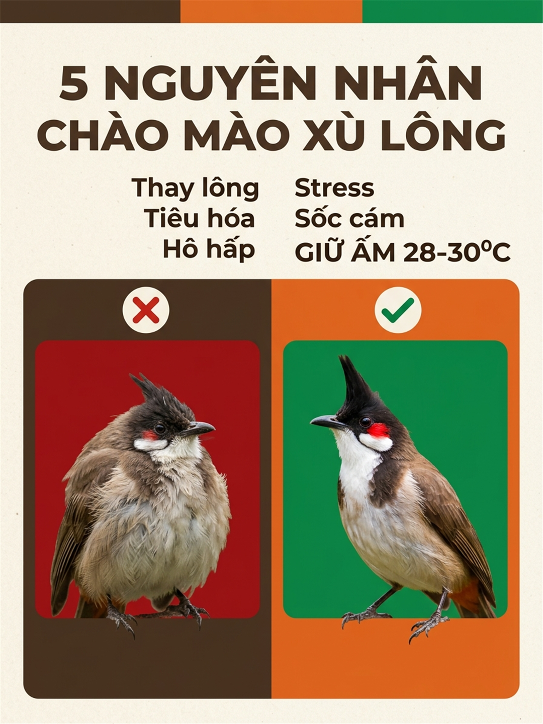 Infographic: Chào Mào Bị Xù Lông: 5 Nguyên Nhân Thật Và Cách Đọc Đúng Bệnh Trước Khi Đi Thú Y