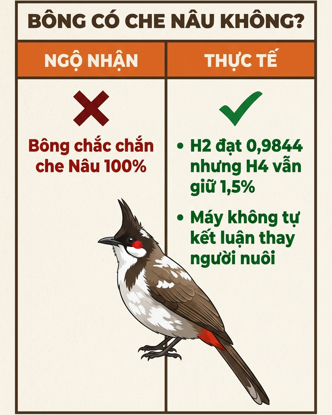 chào mào bông có che màu nâu không