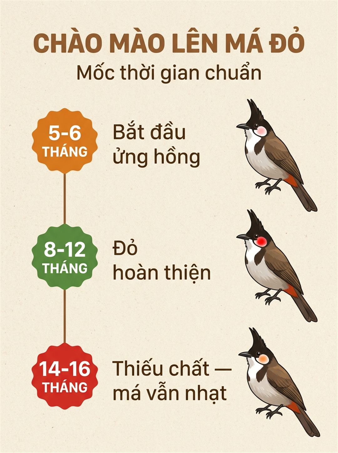 Infographic: Sắc Tố Lông Má Đỏ Chào Mào: Chọn Đúng Trái Cây Lên Màu, Đừng Đợi 14 Tháng