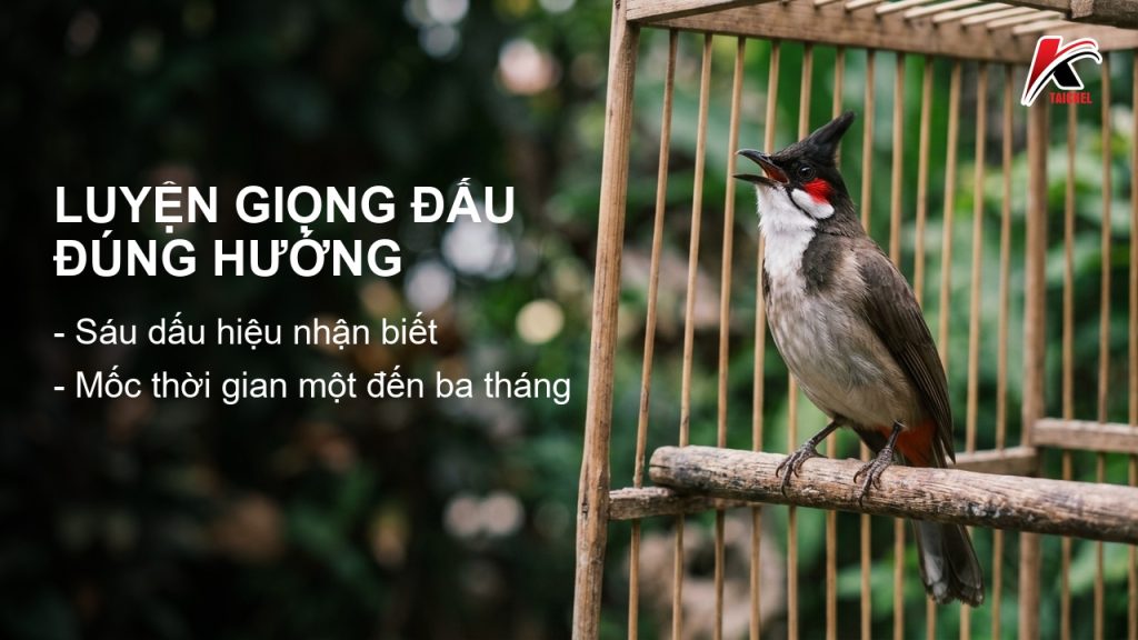 Chào Mào Luyện Giọng Đấu Đúng Hướng: 6 Dấu Hiệu Nhận Biết Và Mốc 1-3 Tháng