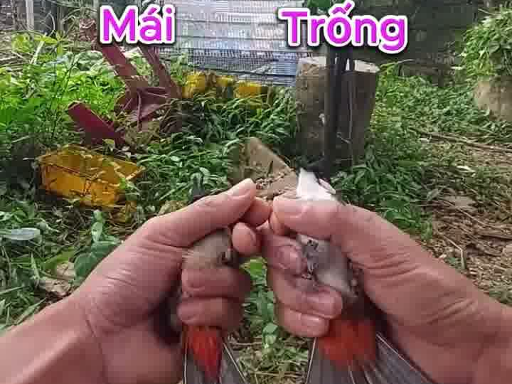 Cầm ngửa hai chào mào trống mái so sánh lông đuôi và vùng phao câu