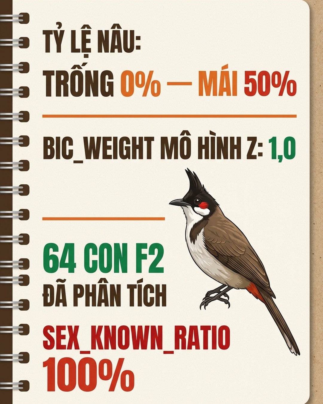 chào mào mái màu nâu