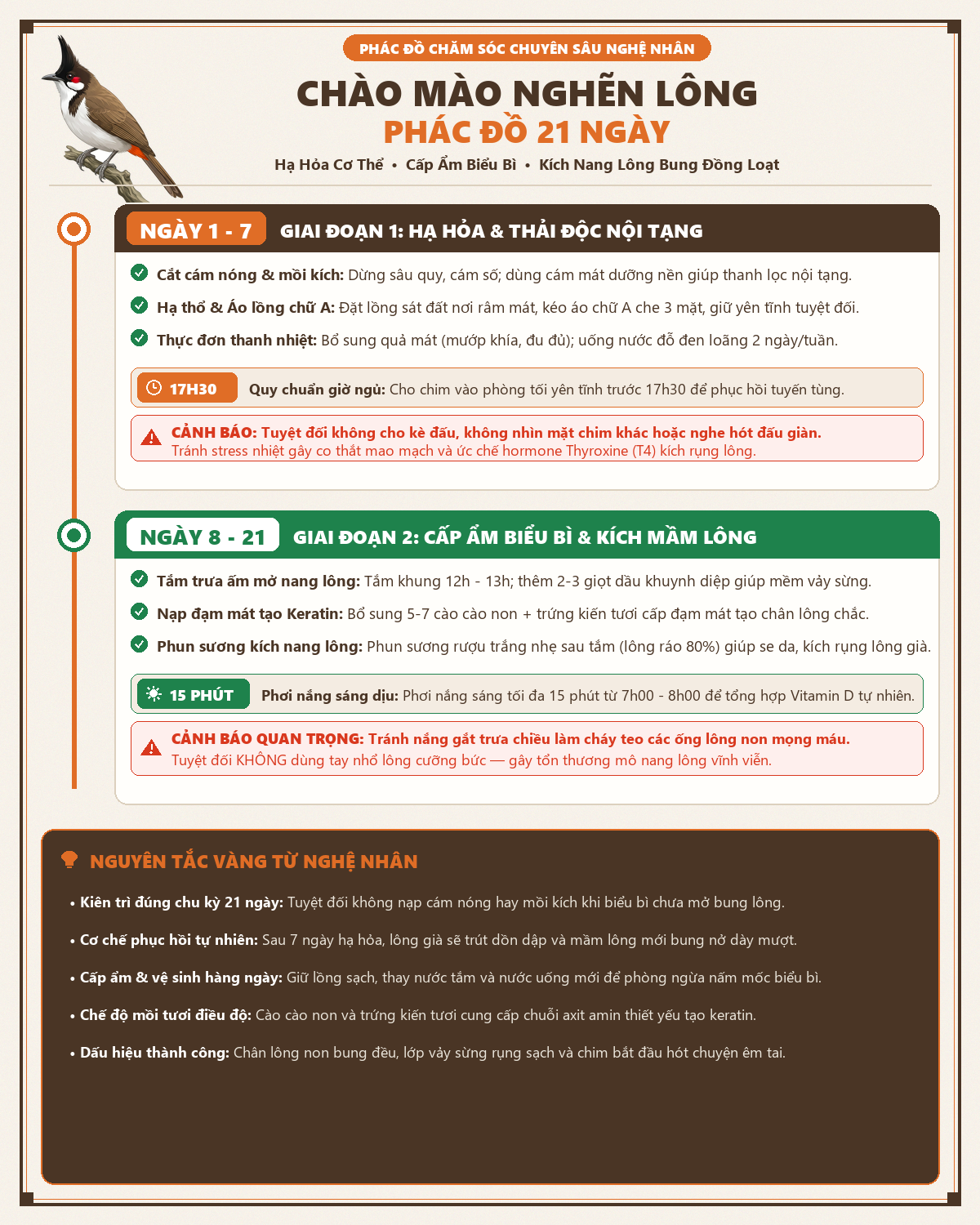 Infographic gỡ nghẽn lông chào mào