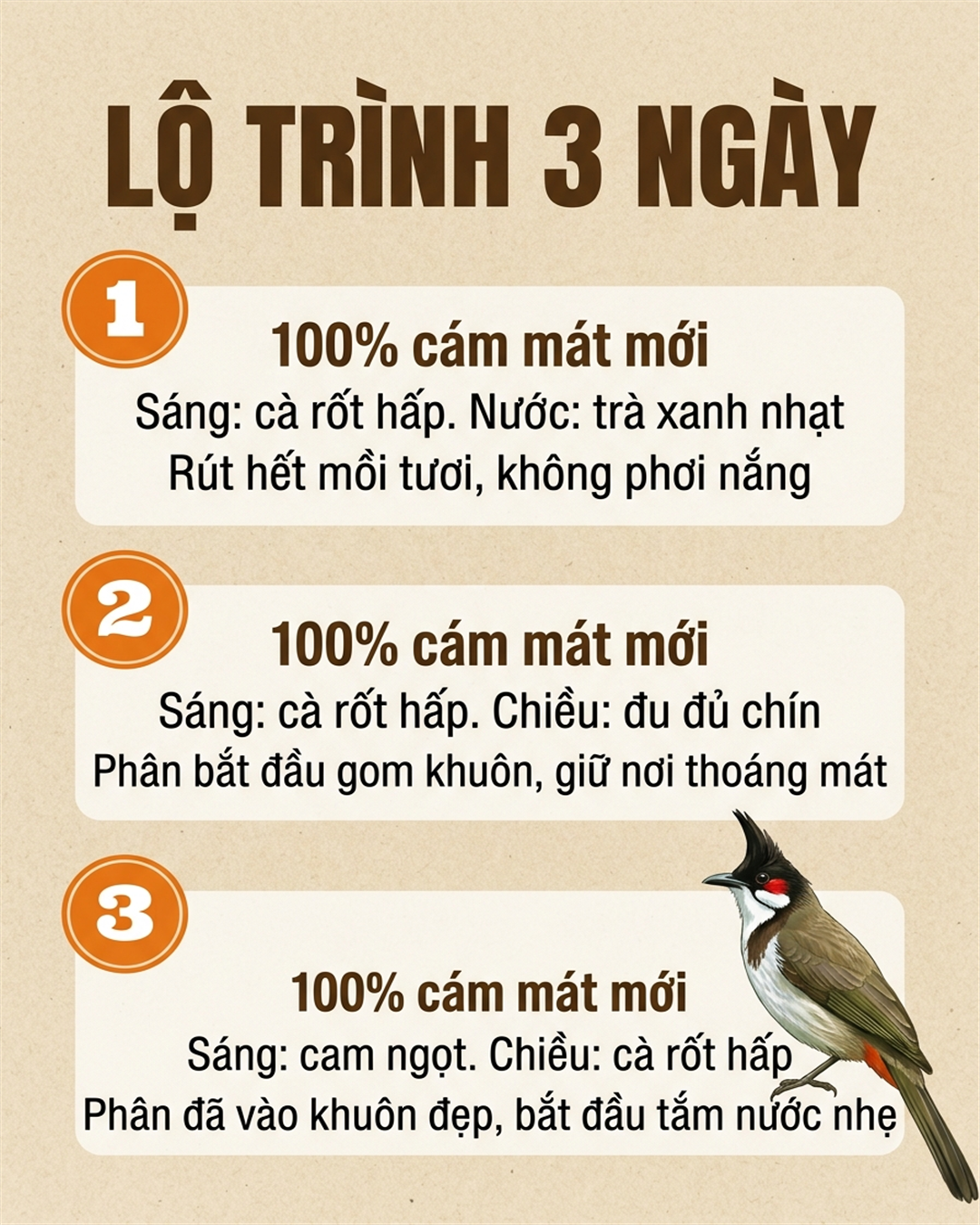 Infographic: Chào Mào Rớt Lông Dặm Mùa Nóng: Đổi Cám Đúng Cách Trong 3 Ngày