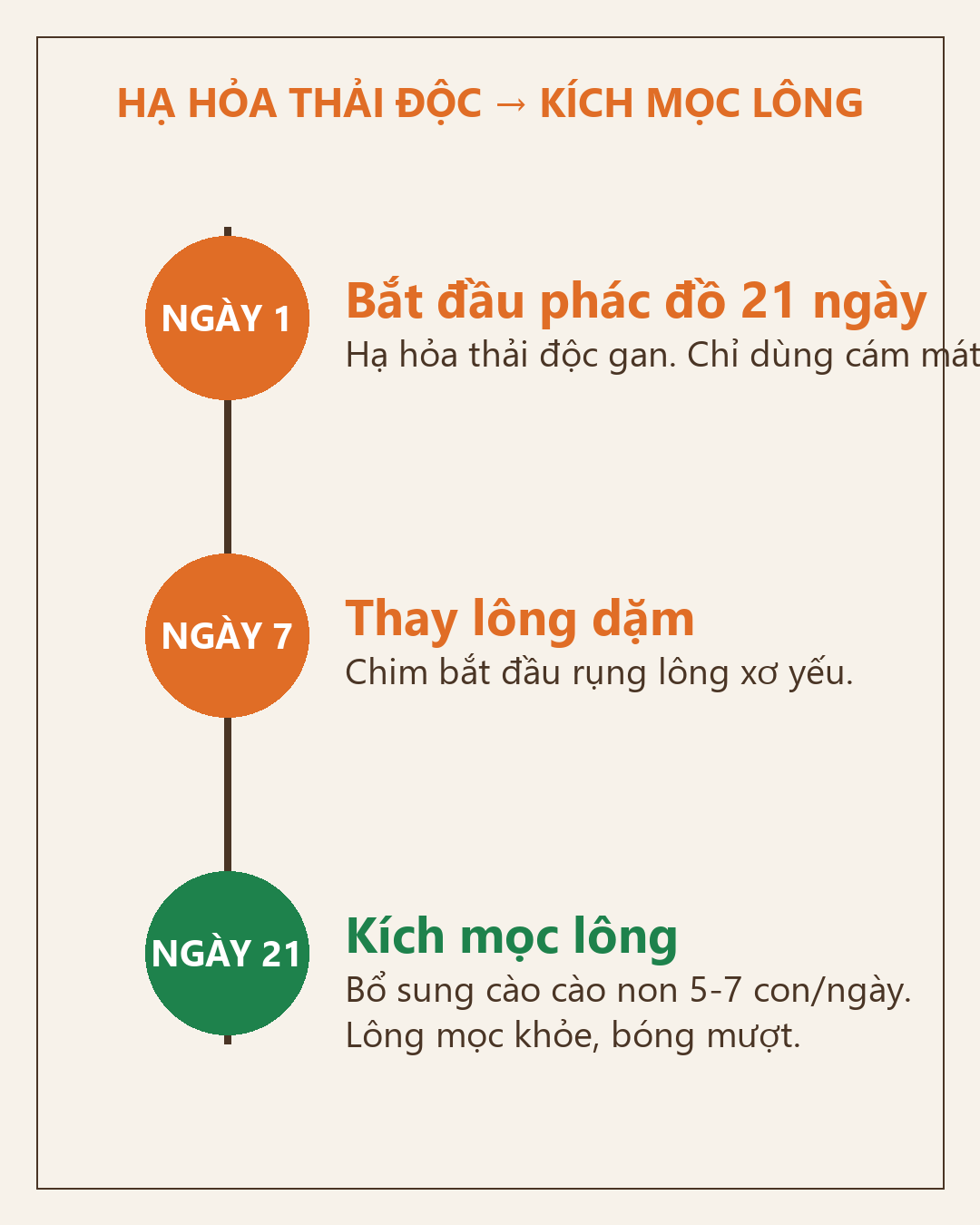 Infographic: Chào Mào Rụng Lông Dặm: Phác Đồ Thải Độc Mát Gan 21 Ngày