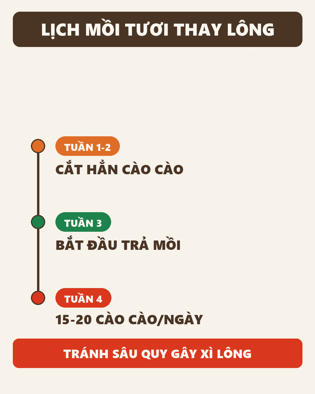 Infographic: Chào Mào Thay Lông Ăn Mồi Tươi Gì: Lịch Cắt - Bổ Sung Cào Cào Chuẩn Từng Tuần
