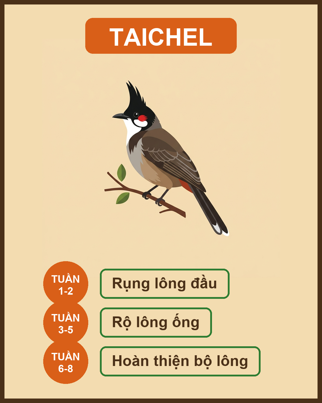chào mào thay lông bao lâu