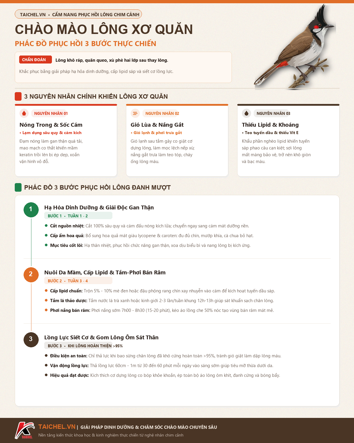 Infographic chăm chào mào lông xơ quăn