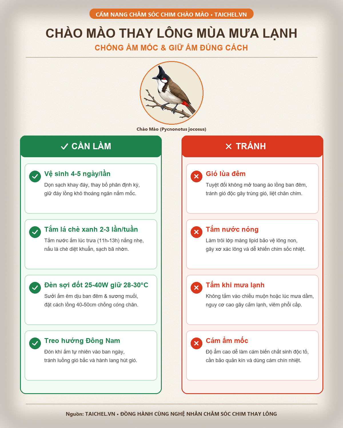 Infographic Chào Mào Thay Lông Mùa Mưa Lạnh: Bí Quyết Chống Ẩm Mốc Và Giữ Ấm