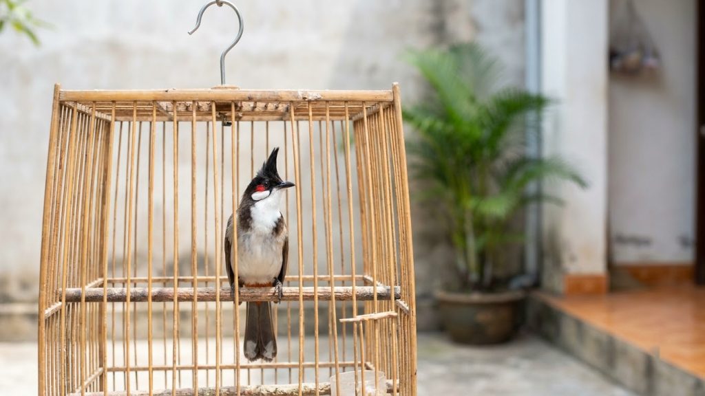 Chào Mào Thay Lông Vào Tháng Mấy? Vì Sao Bắc – Trung – Nam Lệch Nhau