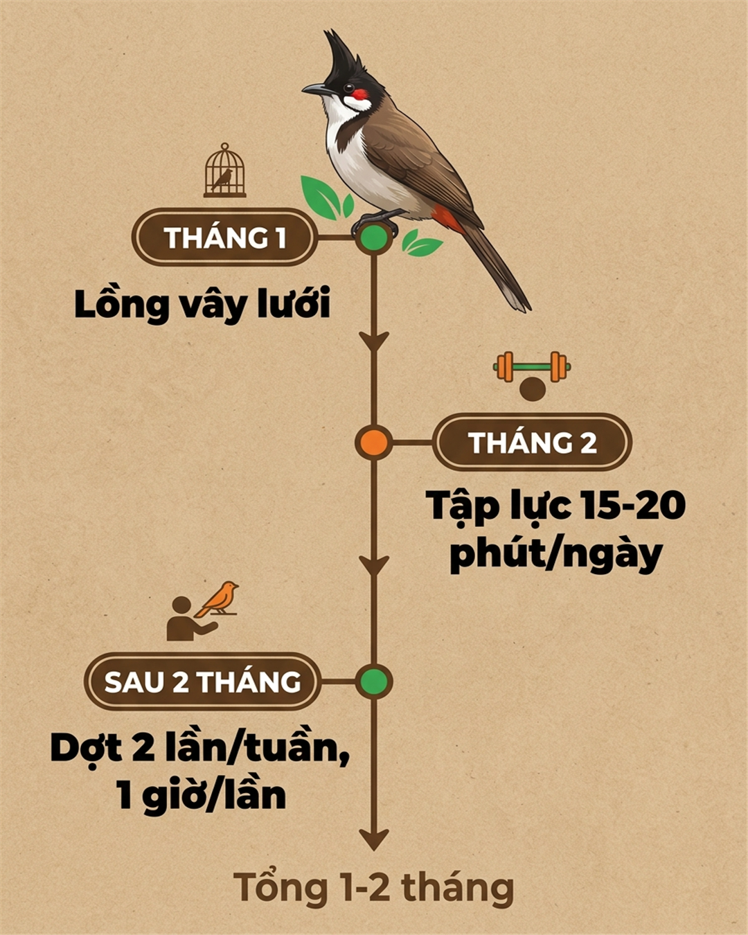 Infographic: Chào Mào Thi Đấu Có Cần Thuần Không: Sự Thật Từ Nghệ Nhân Và Lộ Trình 1-2 Tháng
