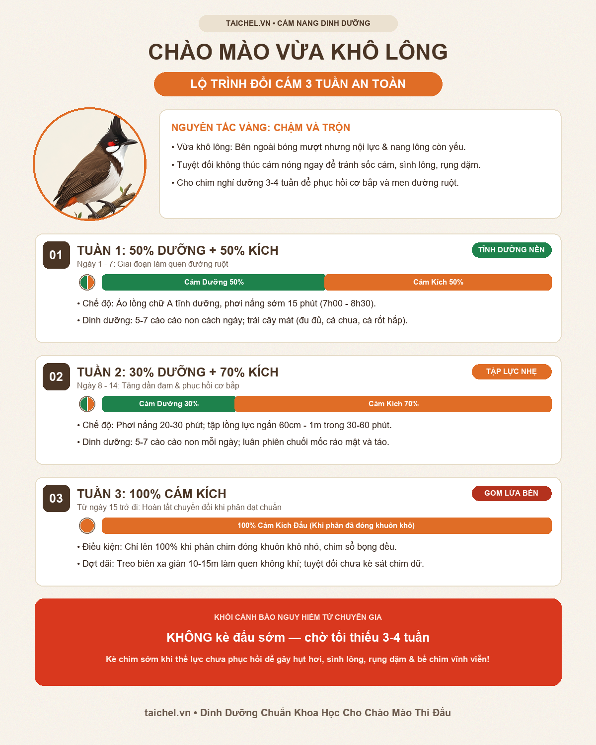 Infographic Chào Mào Vừa Khô Lông Có Nên Đổi Cám Nóng Kích Lửa Ngay Không?