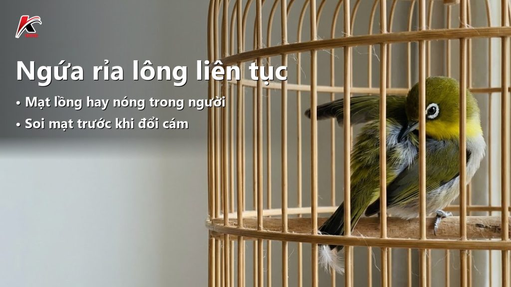 Khuyên ngứa rỉa lông liên tục: soi mạt lồng trước khi đổ lỗi cho cám