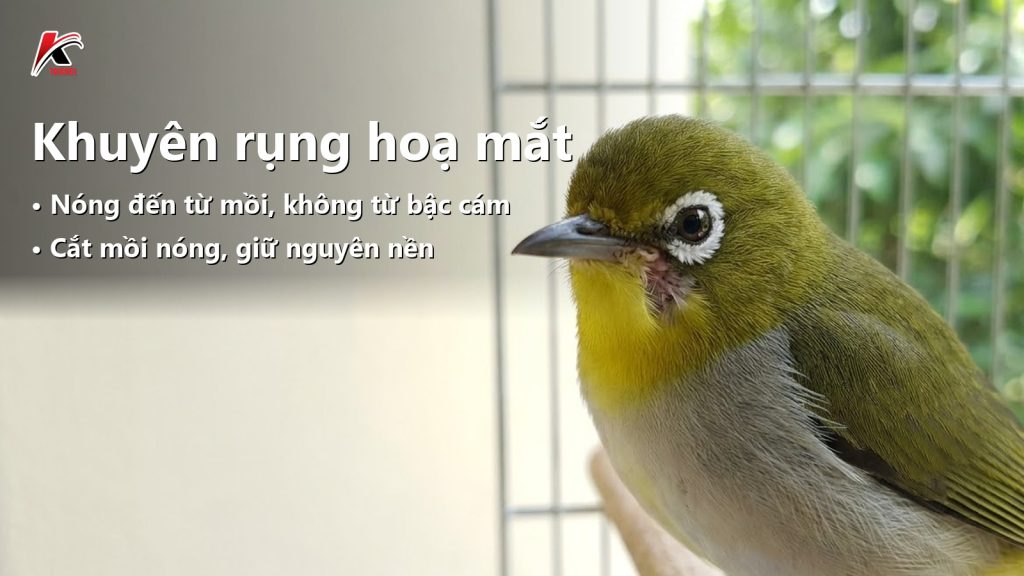 Khuyên bị rụng hoạ mắt: ba nguồn nóng và cách giữ vành hoạ dày trắng