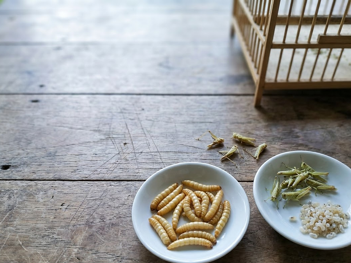 Chế độ mồi tươi cào cào non thanh mát và hoa quả tươi mát hỗ trợ phục hồi vành hoạ mắt cho khuyên