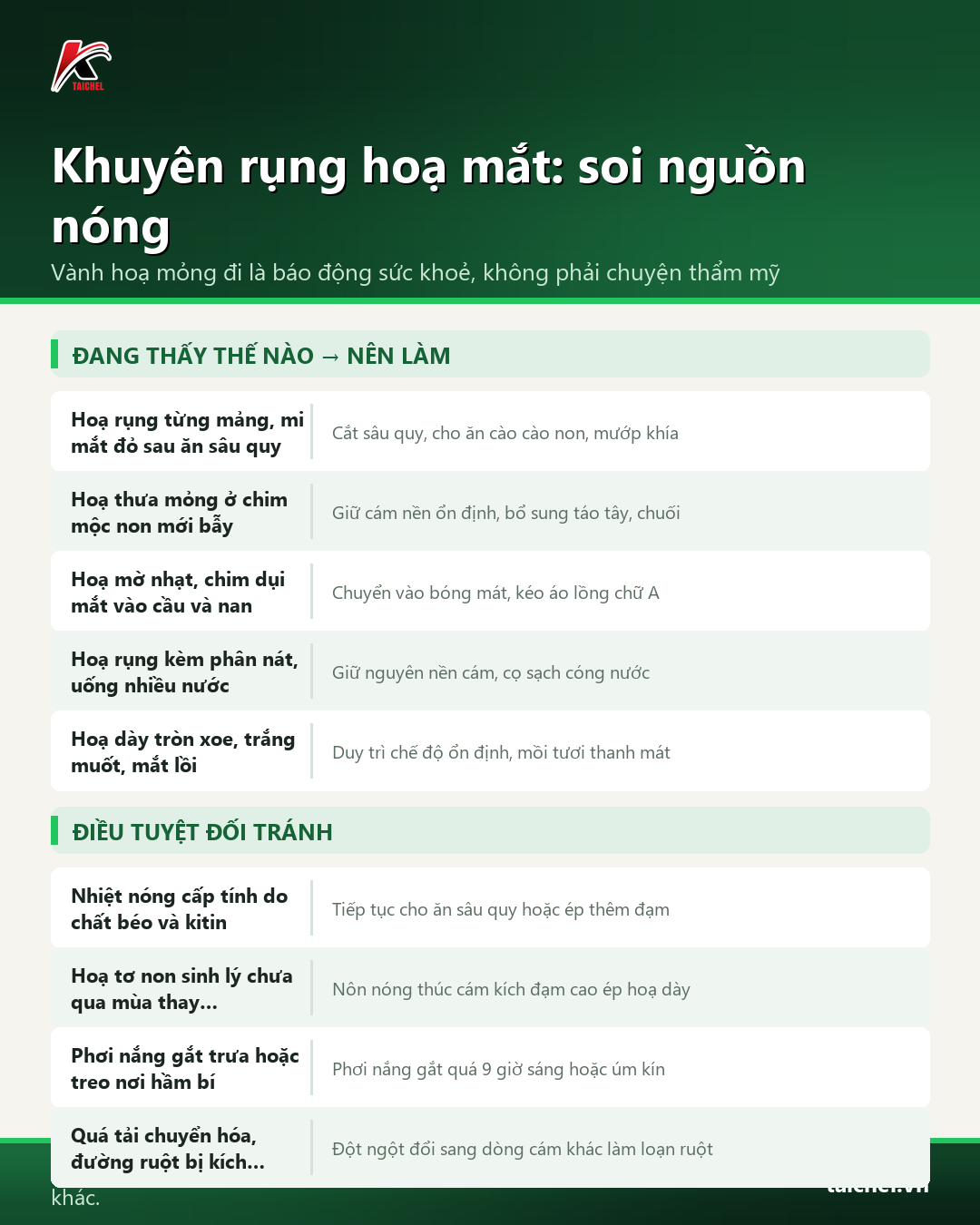 Bảng phân tích 3 nguồn nóng gây rụng hoạ mắt ở chim khuyên và các bước xử lý