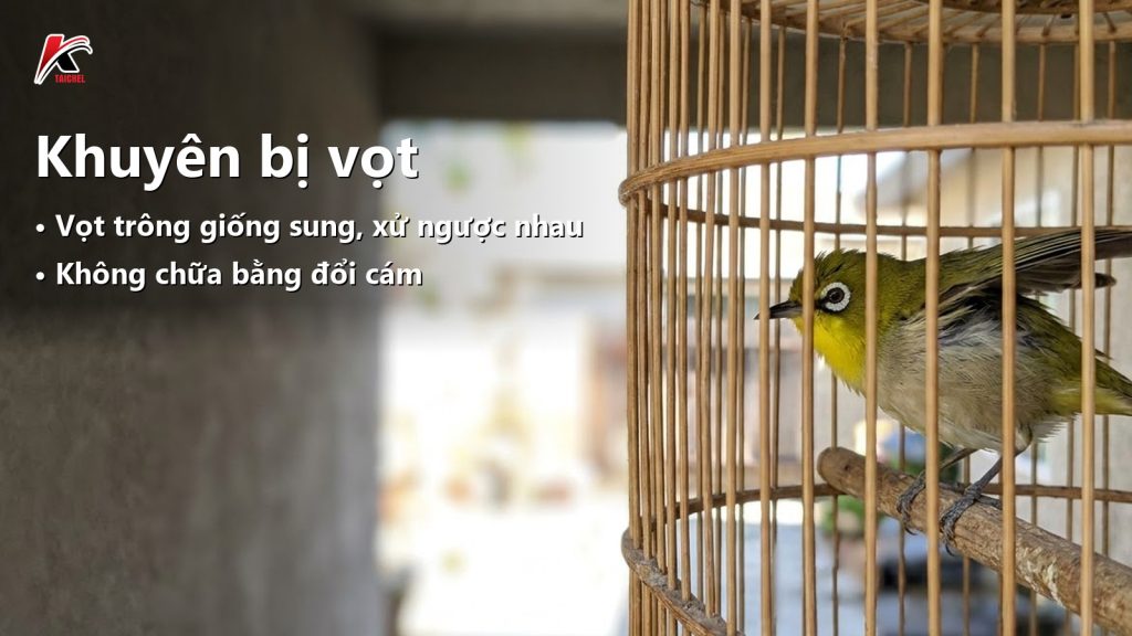 Chim khuyên bị vọt: dấu hiệu, nguyên nhân và cách kéo chim về