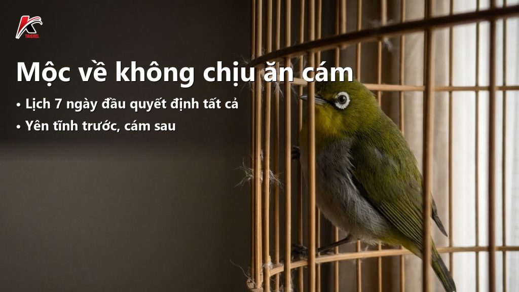 Khuyên mộc mới về không chịu ăn cám: soát 6 nguyên nhân trước khi đổi cám