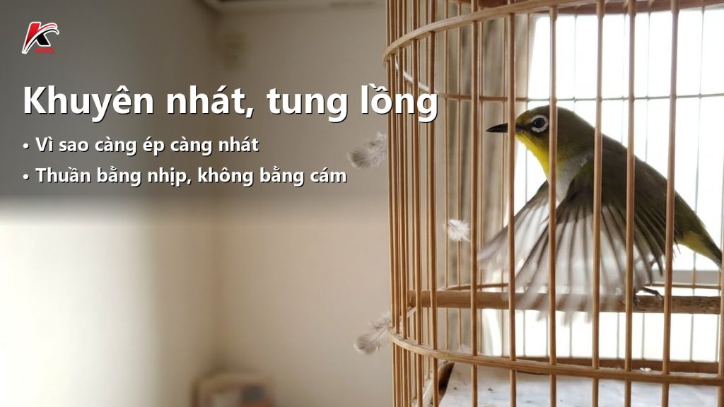 Khuyên nhát người, tung lồng rúc nan: thuần thế nào để không hỏng lông