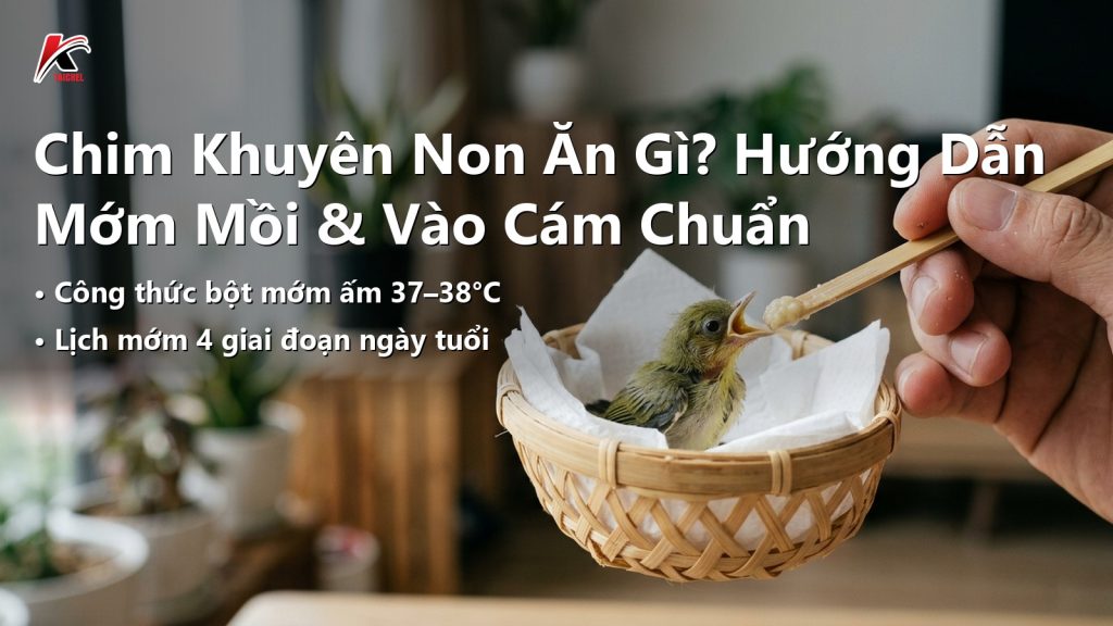 Người nuôi dùng que tre mớm bột dinh dưỡng cho chim vành khuyên non trong tổ lót giấy