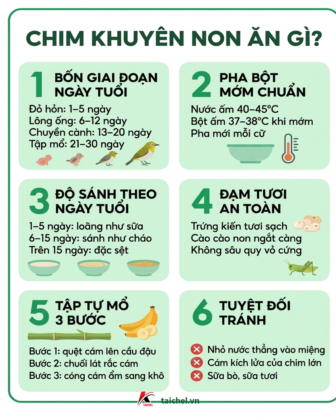 Infographic chim khuyên non ăn gì: bốn giai đoạn ngày tuổi, cách pha bột mớm và ba bước tập tự mổ