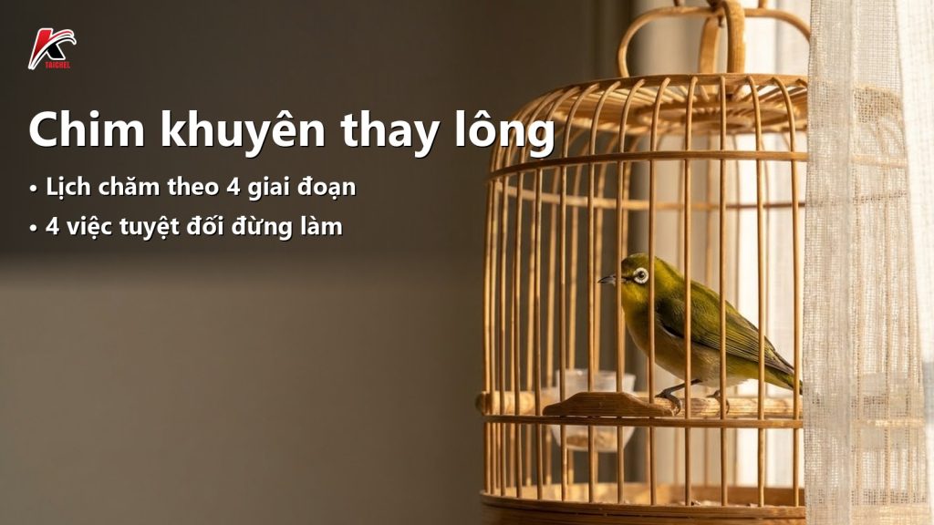 Chim khuyên thay lông: lịch chăm theo giai đoạn và 4 việc tuyệt đối đừng làm