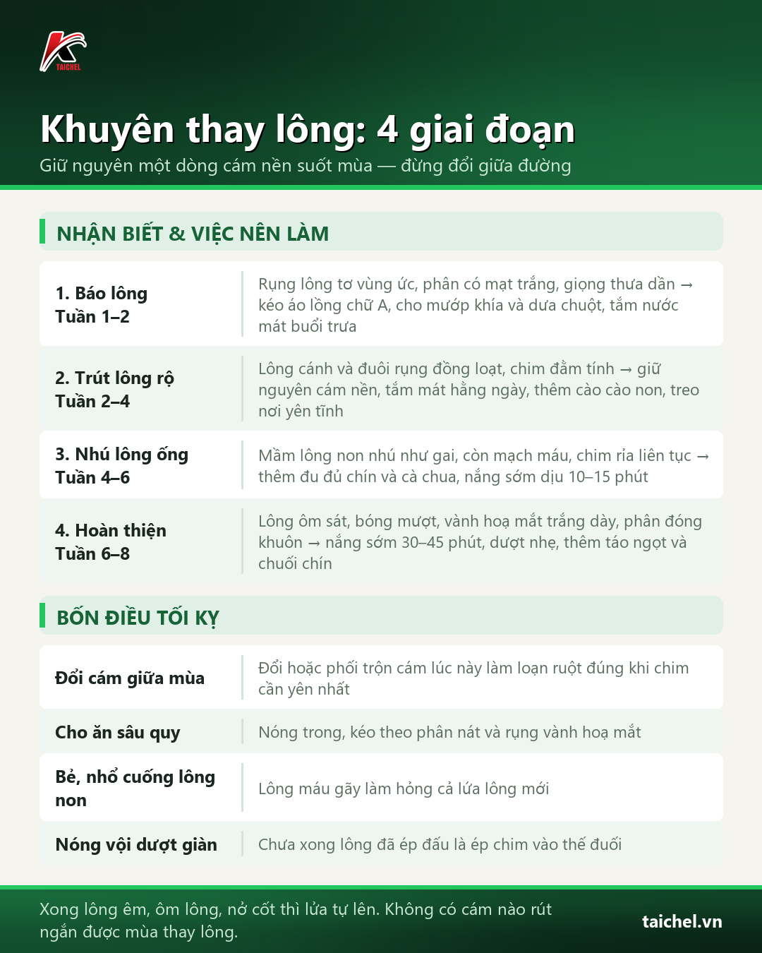 Quy trình 4 giai đoạn chim khuyên thay lông và 4 điều tối kỵ