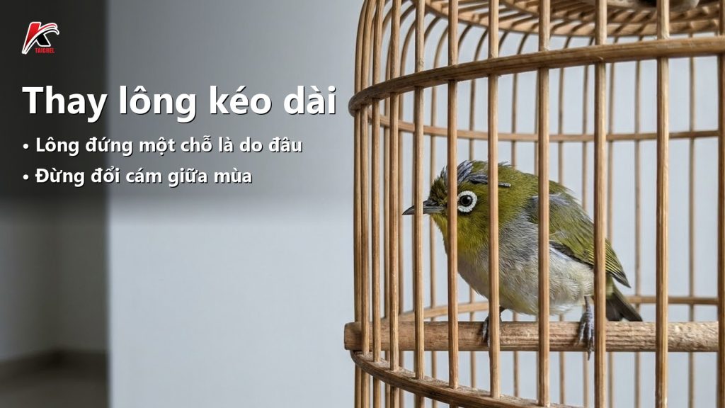 Khuyên thay lông kéo dài, lông mãi không rụng: soát trước khi nghĩ tới cám
