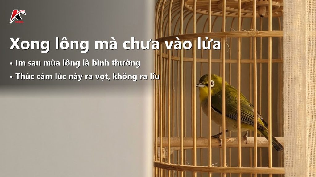 Khuyên xong lông rồi mà tụt lửa, không líu: chờ đúng mùa hay đang sai chỗ nào