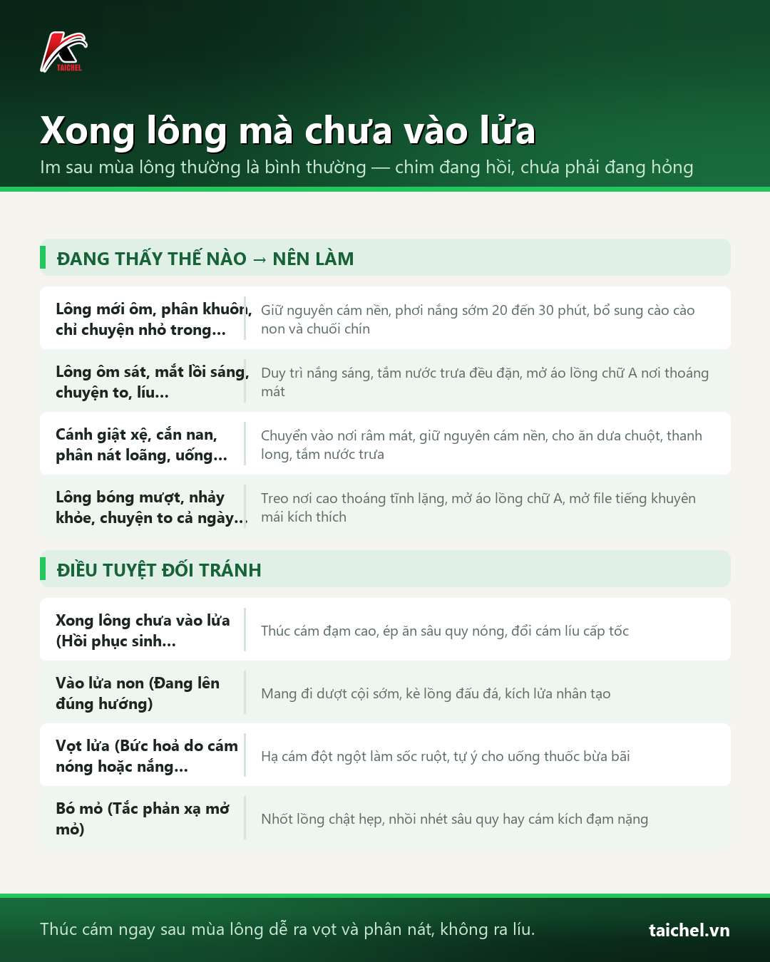 Bảng tra cứu phân biệt 4 trạng thái chim khuyên sau thay lông và phác đồ chăm sóc an toàn