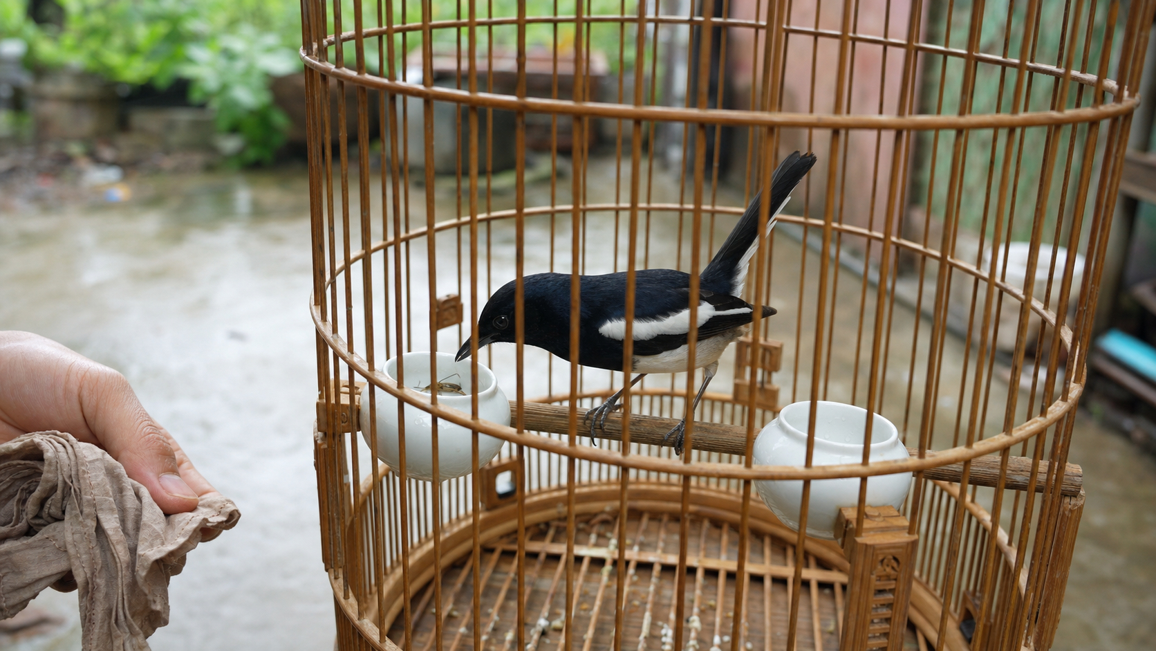 Chòe than kiểm tra mồi tươi trong cóng sạch buổi sáng