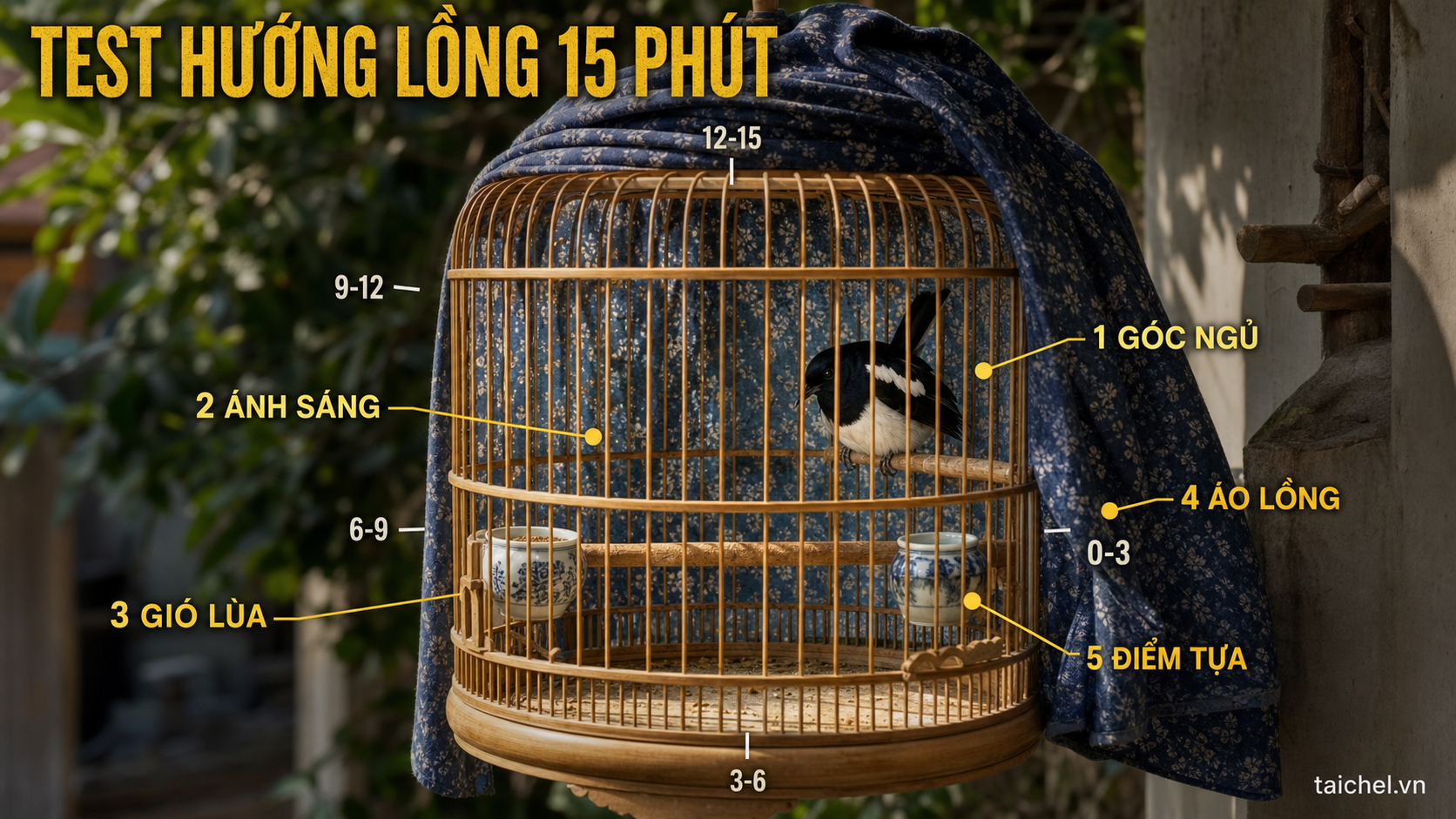 Infographic Test Hướng Lồng 15 Phút cho chòe than ngủ góc