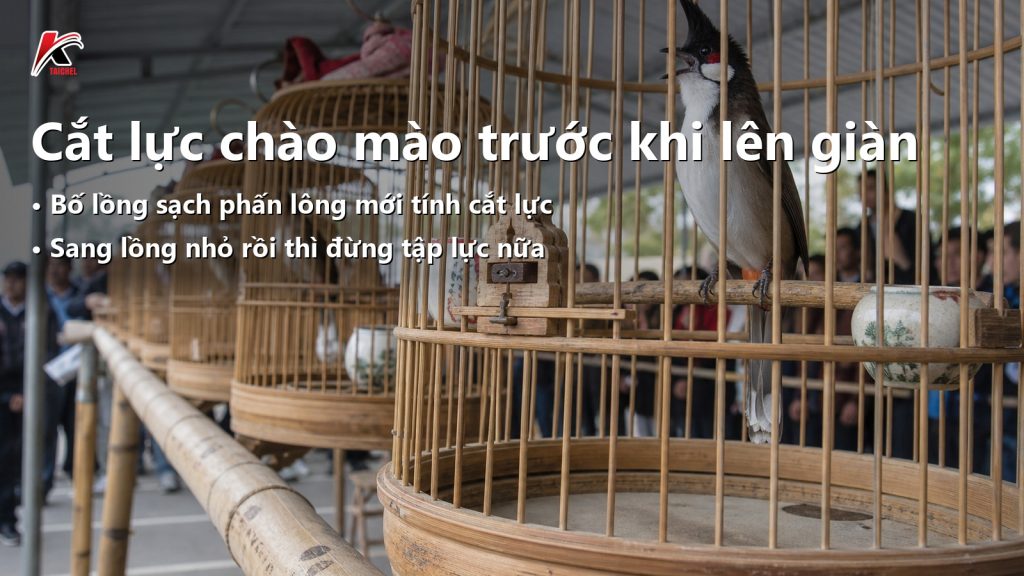Ảnh bìa bài "Cắt Lực Chào Mào Trước Khi Lên Giàn: Đúng Lúc Nào?" — tiêu đề in trên ảnh cùng logo TAICHEL