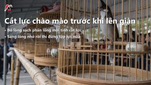 Ảnh bìa bài "Cắt Lực Chào Mào Trước Khi Lên Giàn: Đúng Lúc Nào?" — tiêu đề in trên ảnh cùng logo TAICHEL