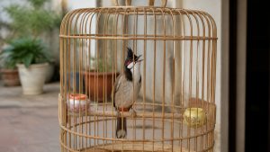 Ảnh bìa bài "Ở Nhà Hót Căng Ra Cội Lại Im: Giải Mã Hội Chứng Đầu Gấu Góc Nhà" — tiêu đề in trên ảnh cùng logo TAICHEL