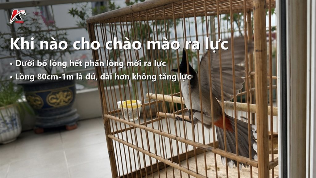 Ảnh bìa bài "Khi Nào Cho Chào Mào Ra Lực: Kinh Nghiệm Chuẩn Nghệ Nhân" — tiêu đề in trên ảnh cùng logo TAICHEL