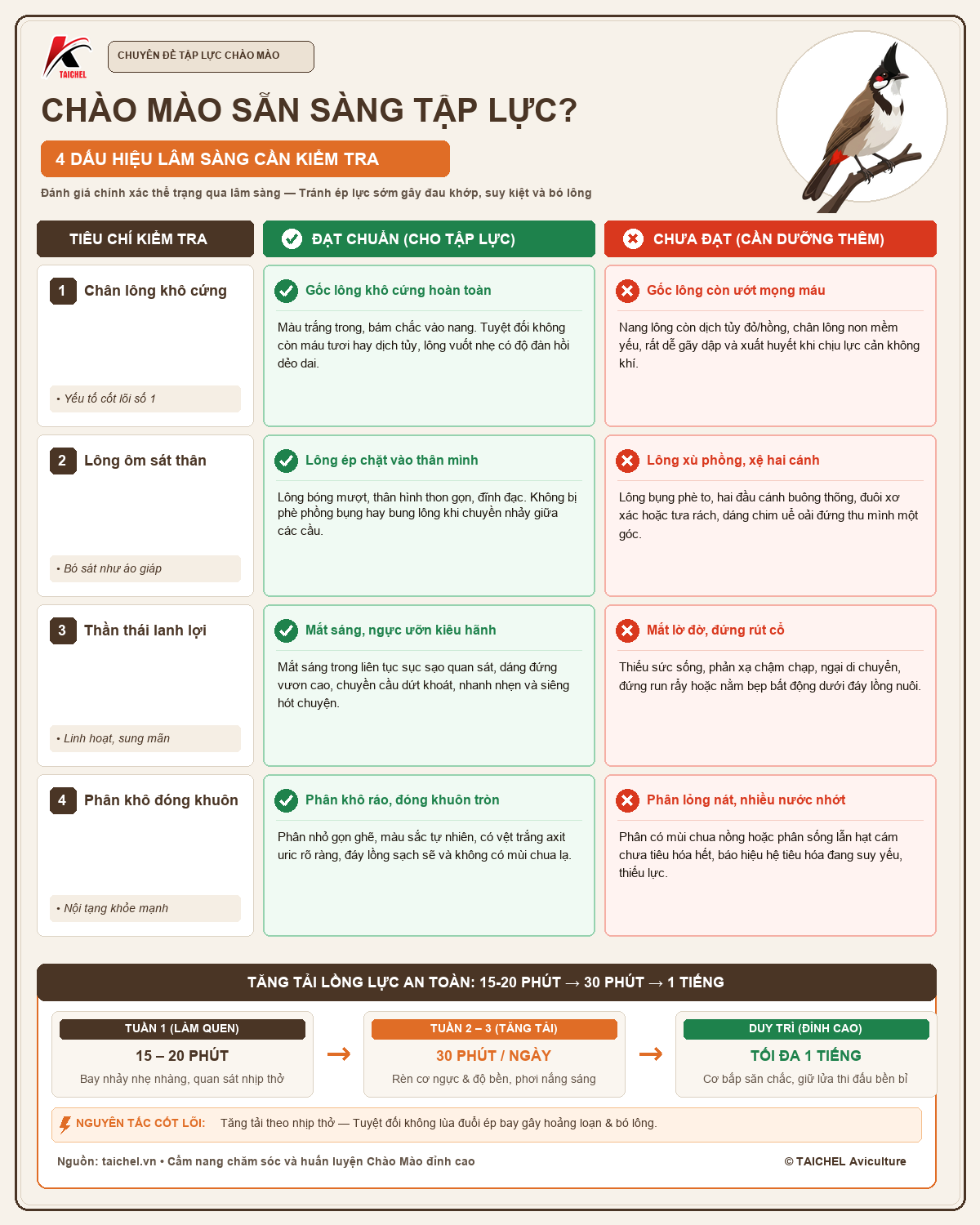 Infographic Dấu Hiệu Chào Mào Sẵn Sàng Tập Lồng Lực: Cách Tăng Tải Theo Thể Trạng