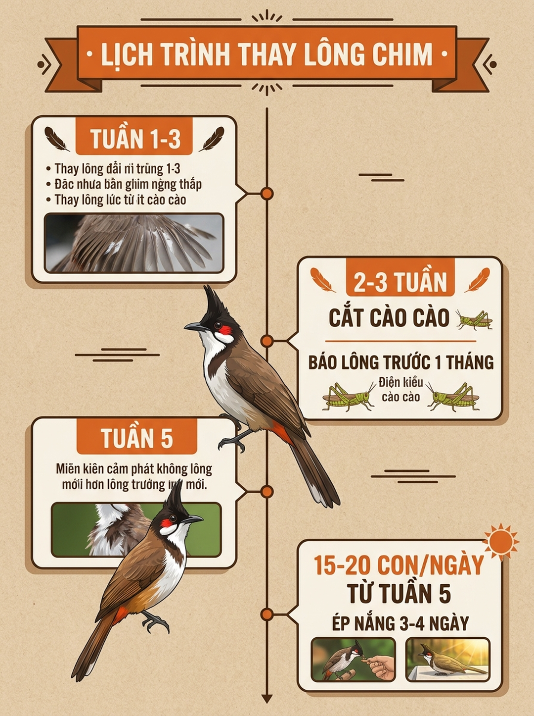 Infographic: Hạ Cám Hạ Năng Lượng Cho Chào Mào Dễ Rớt Lông: Lịch Tụt Lửa Đúng Bài Không Hại Chim