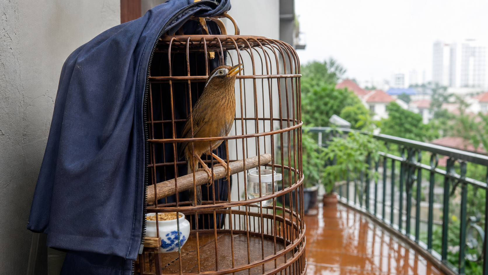 Họa mi đứng cầu ổn hơn sau khi hé áo lồng thoát hơi