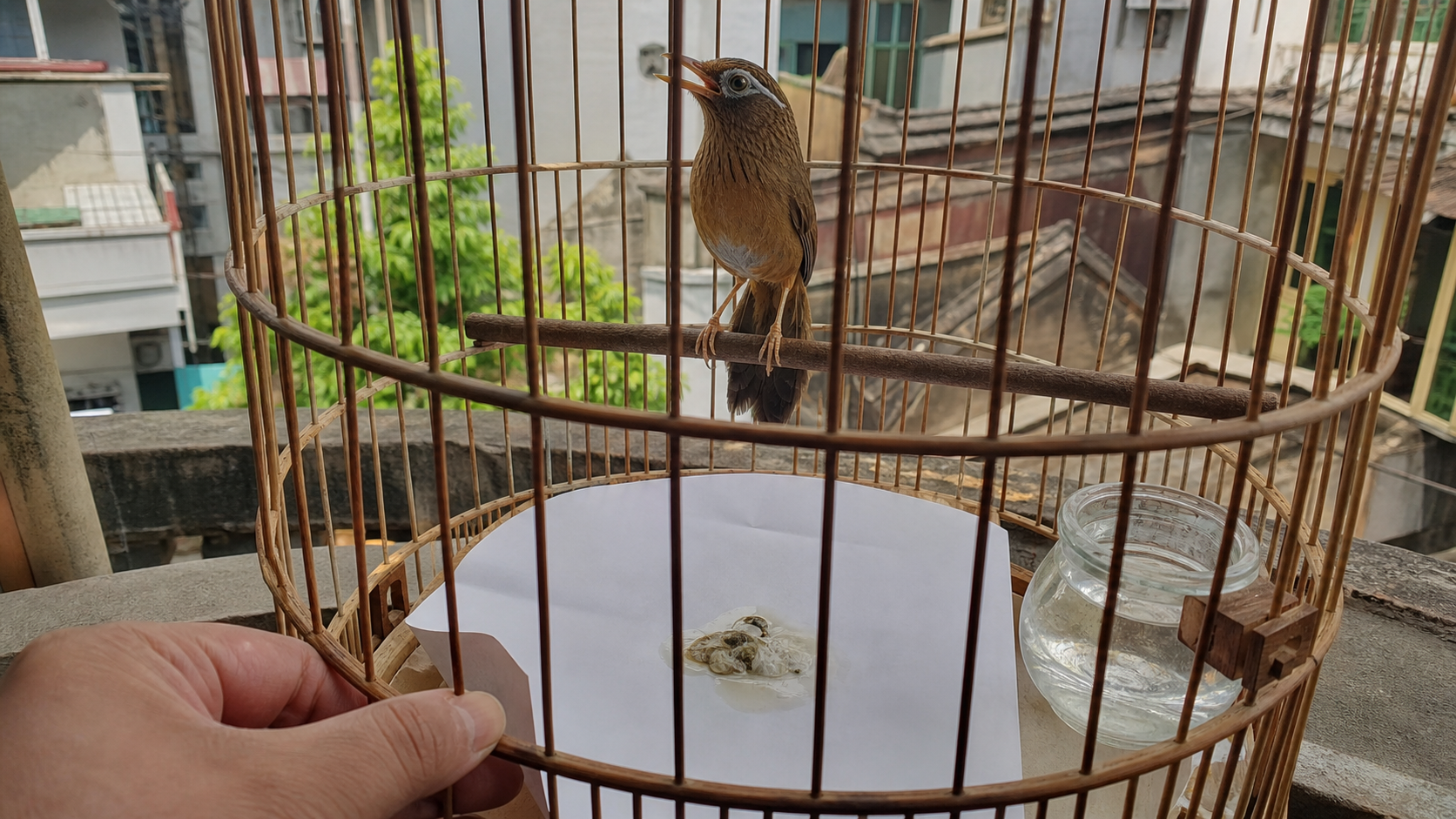 Họa mi và giấy lót trắng có vòng nước quanh phân