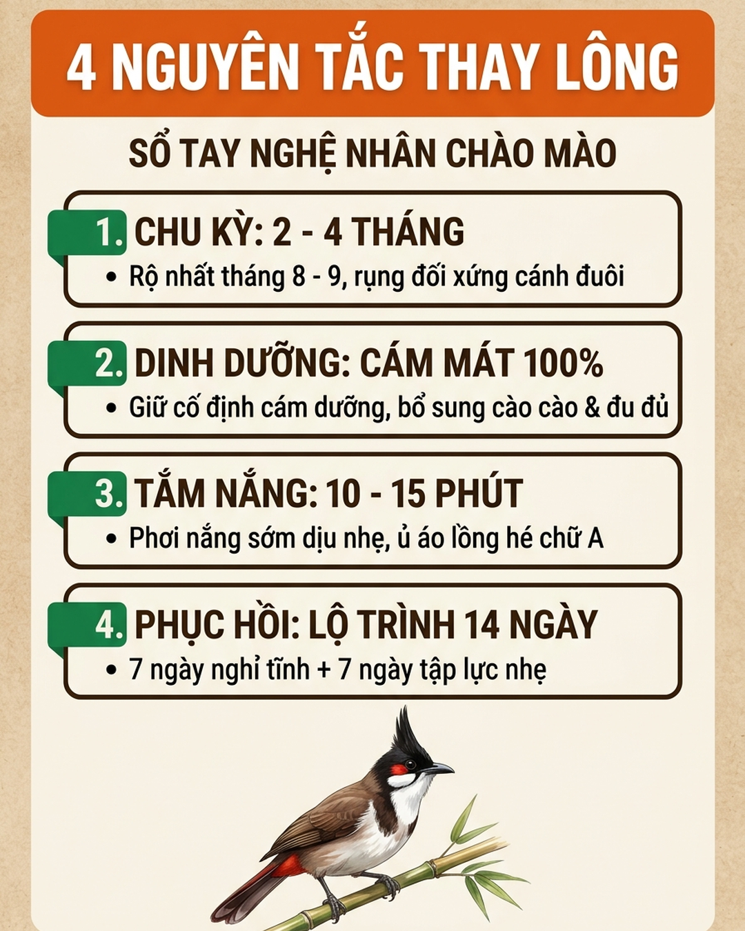 Infographic hỏi đáp mùa thay lông chào mào