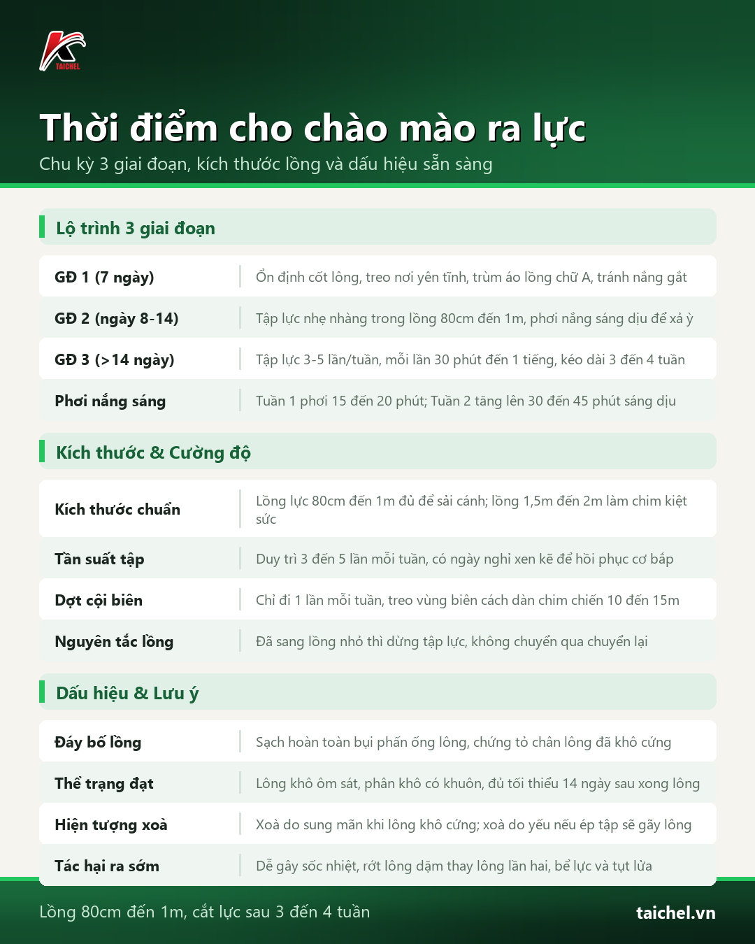 Infographic tóm tắt Thời điểm cho chào mào ra lực: Chu kỳ 3 giai đoạn, kích thước lồng và dấu hiệu sẵn sàng