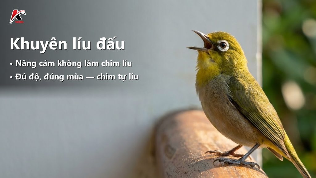 Khuyên líu đấu: vì sao nâng cám không làm chim líu (và cái gì mới làm)